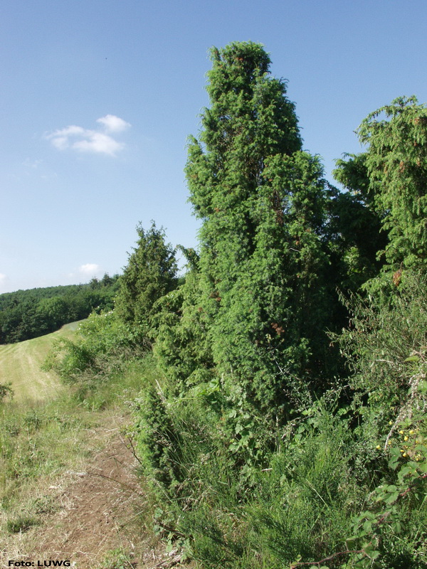 Gewoehnlicher Wacholder